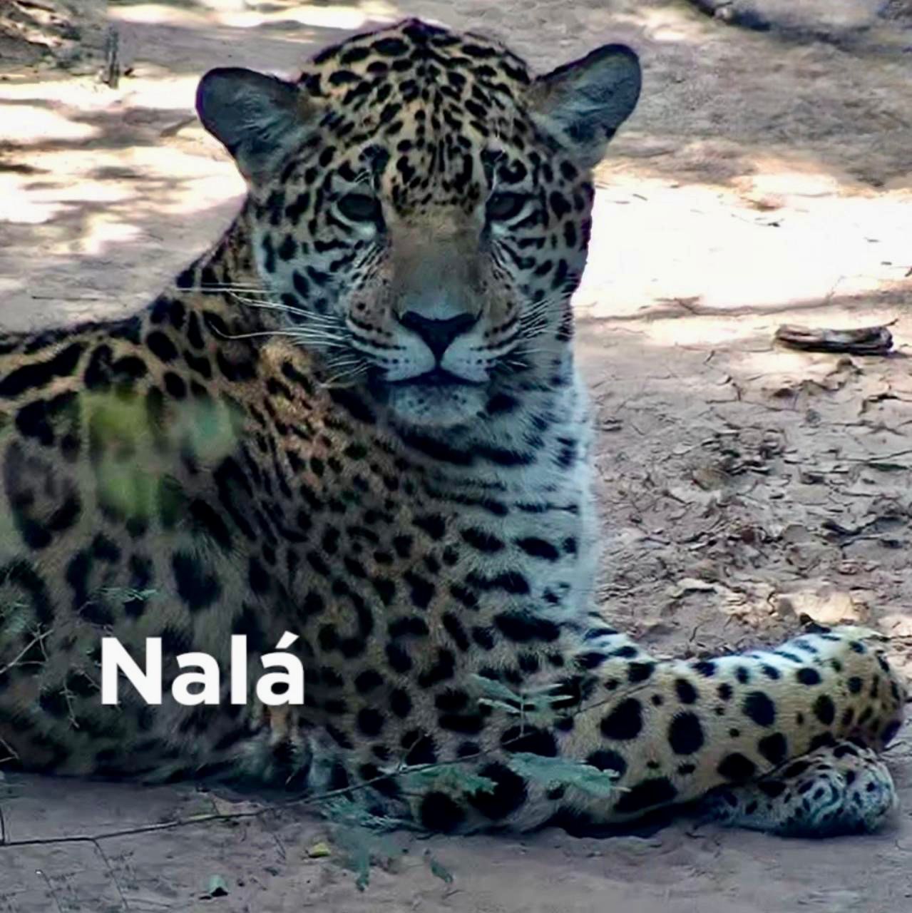 Imagen adicional