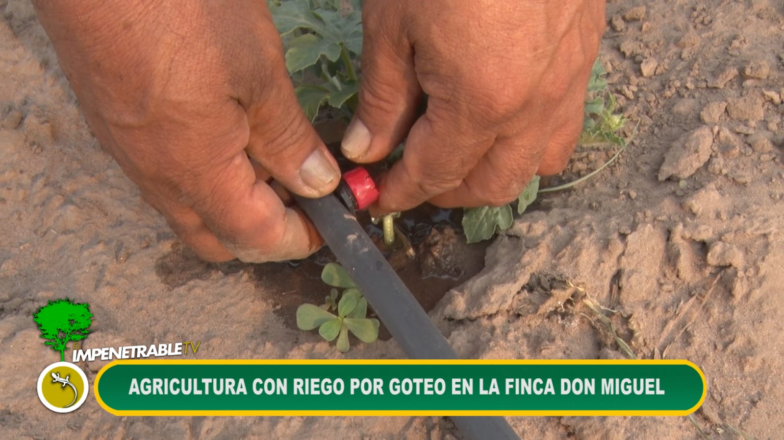 Imagen adicional