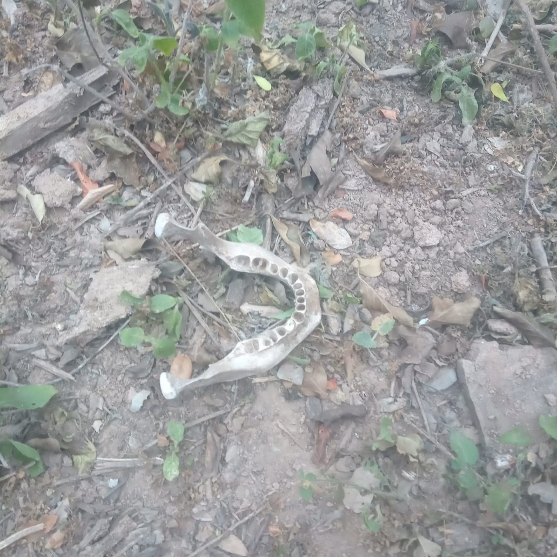Imagen adicional