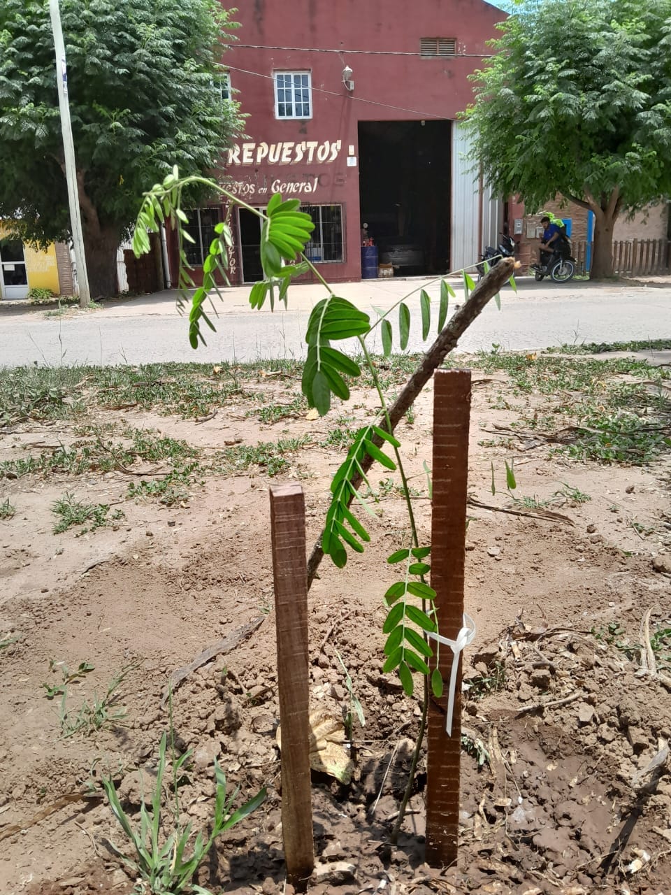 Imagen adicional