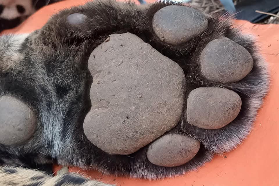 Imagen adicional