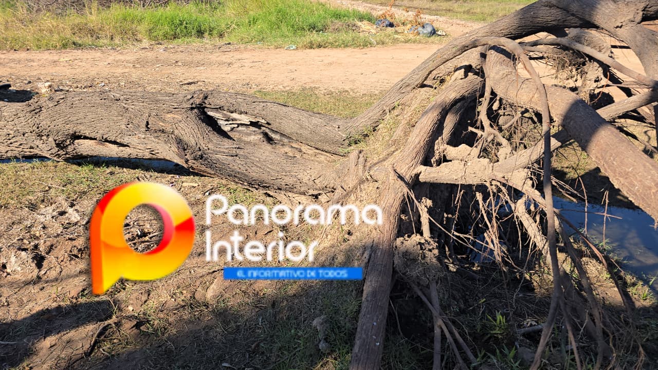 Imagen adicional